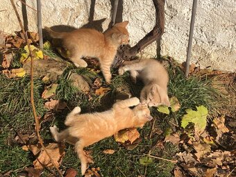 Darujeme koťata - 8