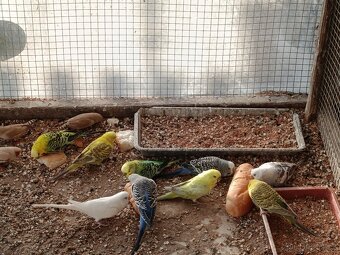 Prodej andulek a korel. - 8