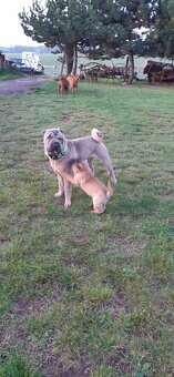 Sharpei,šarpej stěně s PP - 8