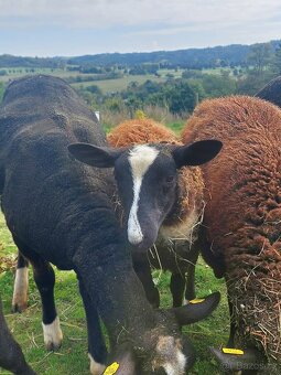 Beran zwartbles - 8