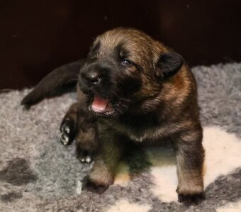 Německý ovčák štěňata s PP - 8