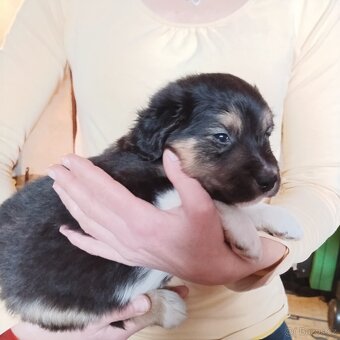 Border kolie bez PP - 8