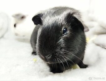 Morče, Morčata, Morčátko, Morčátka - JIN A JANG - 8