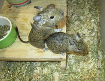 Osmák Degu - mláďata - 8