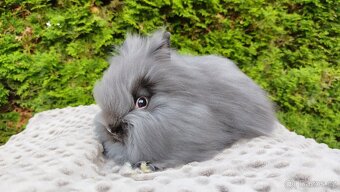Zakrslý králík, králíček -(TEDDY)-OLINA A OLAF - 8