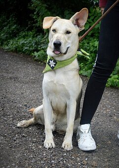 DELISO K ADOPCI - 2 ROKY, HODNÝ, KLIDNÝ,KONTAKTNÍ - 8