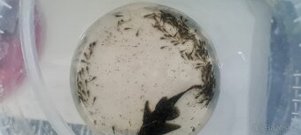 Ancistrus sp. - 8