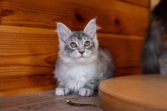 Mainská mývalí koťátka s PP - 8