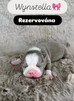 Bostonský teriér s PP - 8