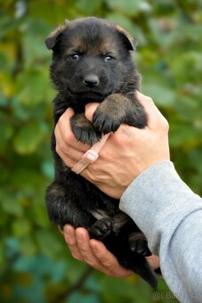 Německý ovčák s PP FENA - 8