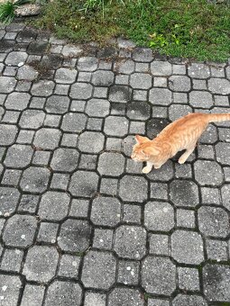 Žofinda (Žofík) a Micinda - 8