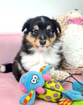 Sheltie Shetlandský ovčák - 8