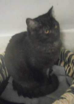 Černý až kouřový, 11měsíční Sam hledá domov. - 8