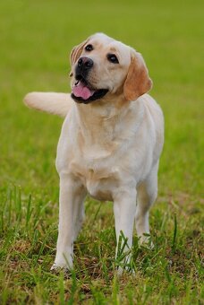 LABRADORSKÝ RETRÍVR- žlutá štěňátka s PP - 8