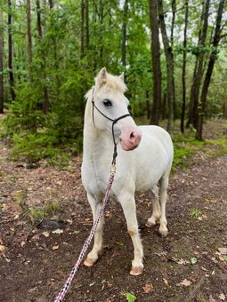 Líbivá pony klisna - 8