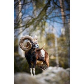 Trezor na 5 zbraní s hunter dekorem - 8