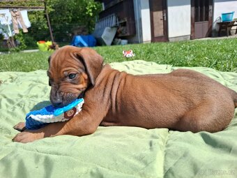 Rhodéský ridgeback - 8