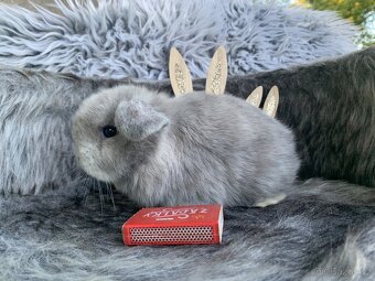 ❤️⭐️Minilop Kralicek Beránek miminka k rerervaci - 8