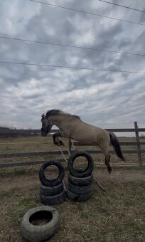 Pony valach - 8