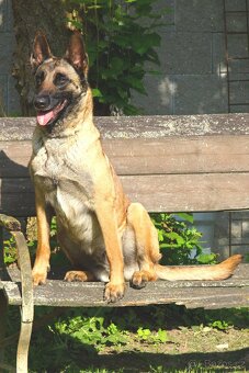 Malinoiska Naomi hledá domov - 8