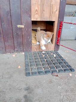 Shiba inu štěňata - 8