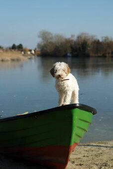 LAGOTTO ROMAGNOLO STENIATKO s PP - 8