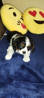 Cavalier king Španiel - 8