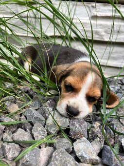 Beagle - 8