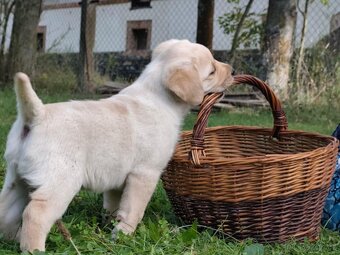 Labrador retrívr - 8