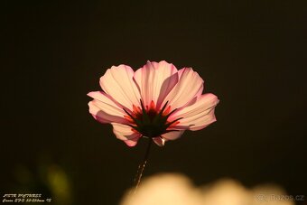 Canon EF-S 55-250 IS - 8