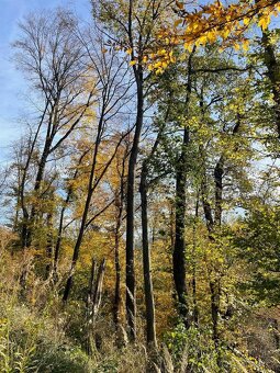 Prodám lesní pozemek na k. ú. Mikulovice u Jeseníka - 8