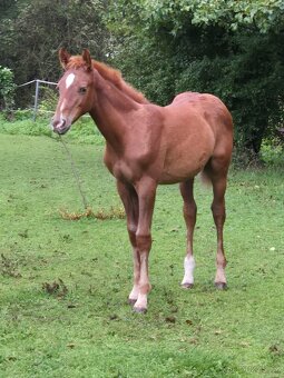 Letošní hřebeček - 8