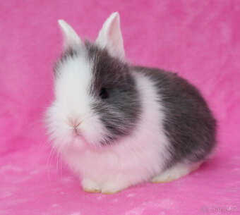 Zakrslý krátkouchý králíček WO sameček - 8