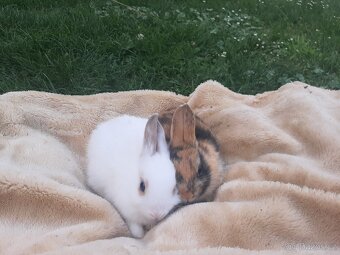 Kraličci zakrslí - 8