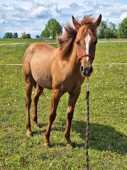 Klisna, kobylka AQH, QH, USA papíry - 8