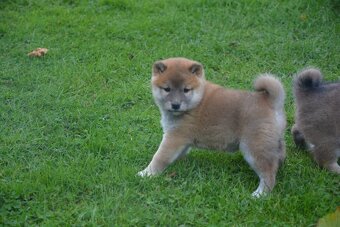 Shiba inu s průkazem původu - 8