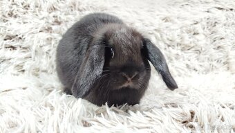 Zakrslý beránek, králíček, králík - BIBI - 8