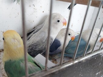 Agapornis fischeri - 8