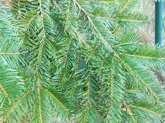 Jedlové větve. - 8