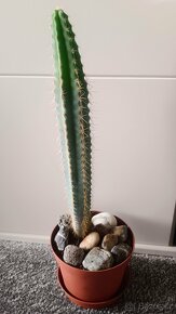 PRODÁM: Kaktus. Výška: 40 cm - 8