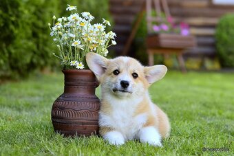 WELSH CORGI PEMBROKE S PP - 8