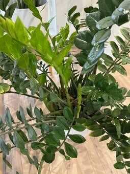 Zamioculcas výška 120 cm - 8