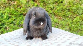 Zakrslý beránek, králíček, králík - PEGGY - 8