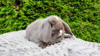 Zakrslý beránek, králíček, králík - ŇUFÍK - 8