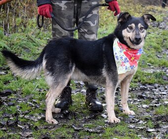 ELVIRA K ADOPCI - 2 ROKY, MILÁ, PŘÁTELSKÁ,KONTAKTNÍ - 8