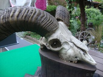 Starožitná Mufloní trofej Muflon 1912 medailové rozměry top - 8