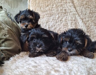 Jorkšír,jork,jorkšírsky teriér,yorkšhir - 8