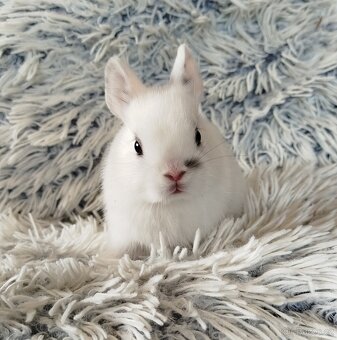 Zakrslý králík - 8