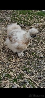 Hedvábnička velká - 8