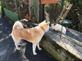 Akita Inu krytí - 8